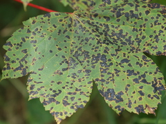 Lønnetjæreflekk (Rhytisma acerinum)