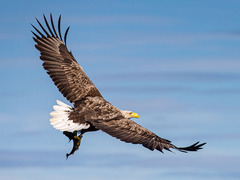 White-tailed Eagle (Haliaeetus albicilla)