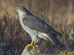 Northern Goshawk (Accipiter gentilis)