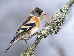 Brambling (Fringilla montifringilla)