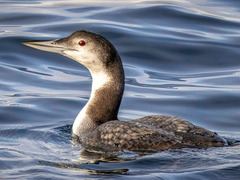 Great Northern Diver (Gavia immer)