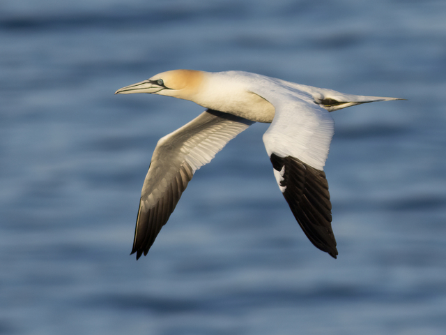 Havsule (Morus bassanus)