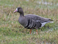 Greater White-fronted Goose (Anser albifrons)