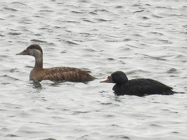 Svartand (Melanitta nigra)