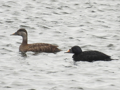 Black Scoter (Melanitta nigra)