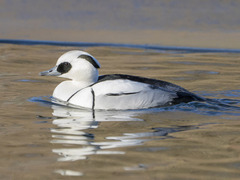 Smew (Mergellus albellus)
