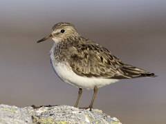 Temminck's Stint (Calidris temminckii)
