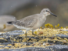 Red Knot (Calidris canutus)