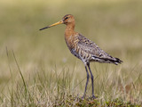 Svarthalespove (Limosa limosa)