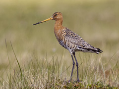 Svarthalespove (Limosa limosa)