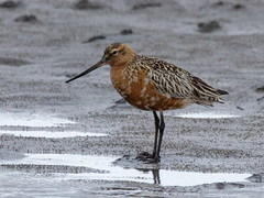 Bar-tailed Godwit (Limosa lapponica)