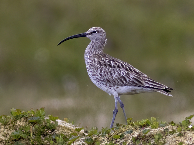 Whimbrel (Numenius phaeopus)