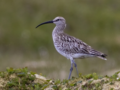 Whimbrel (Numenius phaeopus)