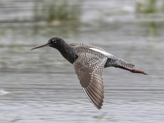 Spotted Redshank (Tringa erythropus)