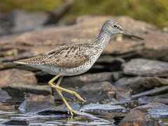 Common Greenshank (Tringa nebularia)