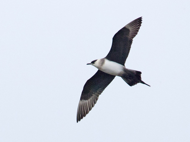Tyvjo (Stercorarius parasiticus)