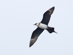 Arctic Skua (Stercorarius parasiticus)