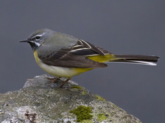 Grey Wagtail (Motacilla cinerea)