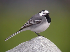 White Wagtail (Motacilla alba)