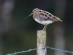Common Snipe (Gallinago gallinago)
