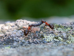 Maur (Formicidae)