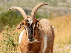 Geit (Capra hircus)