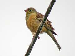 Ortolan Bunting (Emberiza hortulana)