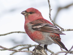 Konglebit (Pinicola enucleator)