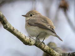 Dvergfluesnapper (Ficedula parva)