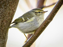 Gulbrynsanger (Phylloscopus inornatus)