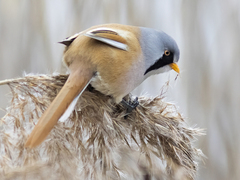Bearded Reedling (Panurus biarmicus)
