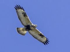 Fjellvåk (Buteo lagopus)