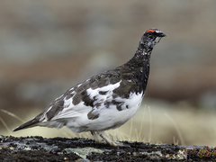 Rock Ptarmigan (Lagopus muta)