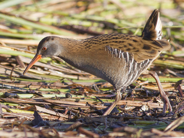 Vannrikse (Rallus aquaticus)