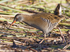 Water Rail (Rallus aquaticus)