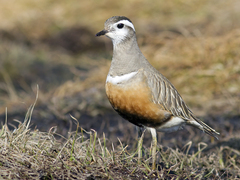 Boltit (Eudromias morinellus)