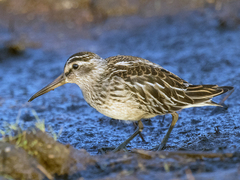 Fjellmyrløper (Calidris falcinellus)