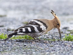 Eurasian Hoopoe (Upupa epops)