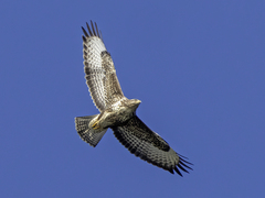 Musvåk (Buteo buteo)