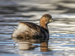 Little Grebe (Tachybaptus ruficollis)