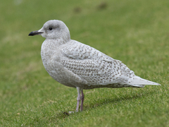 Iceland Gull (Larus glaucoides)