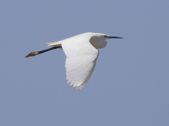 Little Egret (Egretta garzetta)