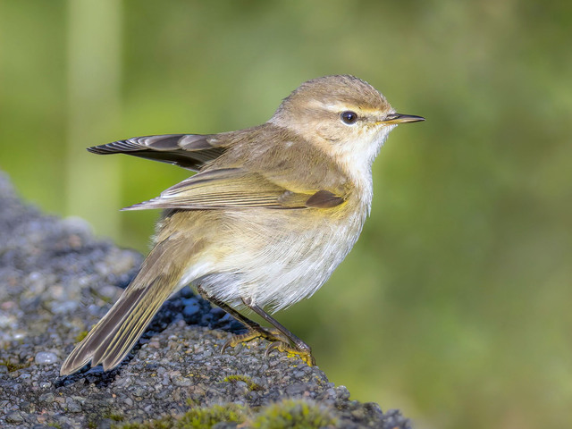Gransanger (Phylloscopus collybita)