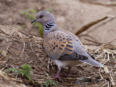 Turtel Dove (Streptopelia turtur)