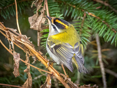 Rødtoppfuglekonge (Regulus ignicapilla)