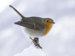 Robin (Erithacus rubecula)