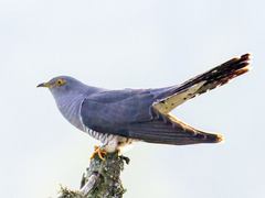 Gjøk (Cuculus canorus)