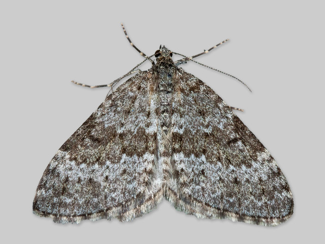 Grey Mountain Carpet (Entephria caesiata)