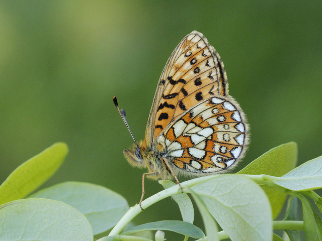 Ringperlemorvinge (Boloria eunomia)