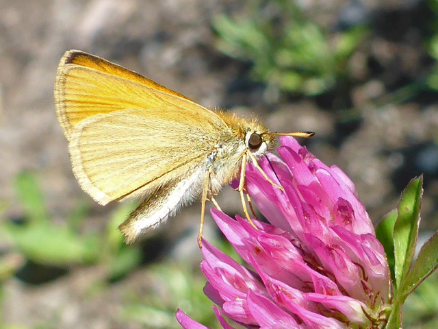 Timoteismyger (Thymelicus lineola)